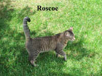 Roscoe002.jpg (348306 bytes)